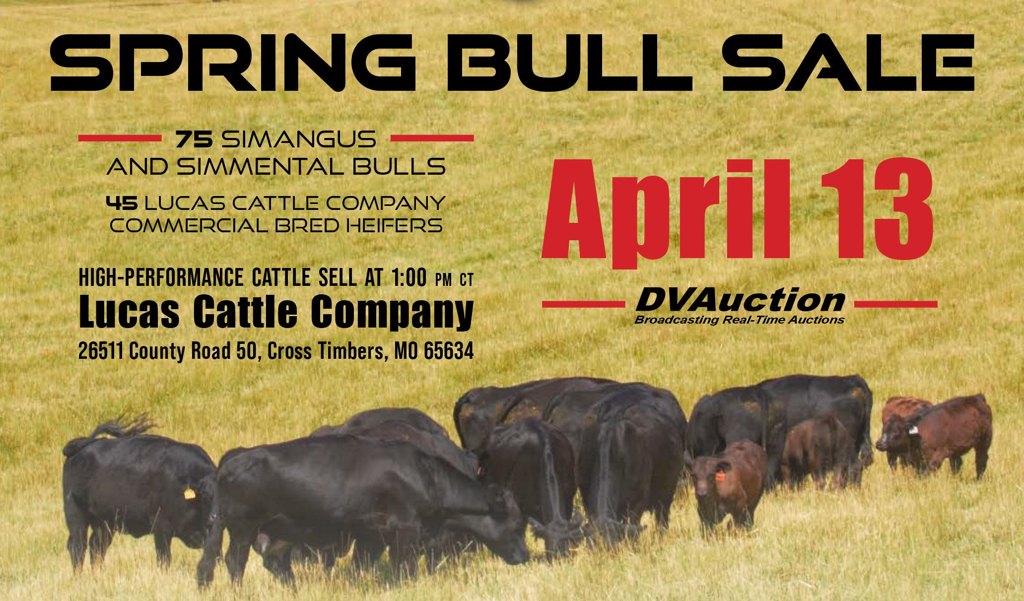 Simmental and SimAngus Bull Sale - April 13, 2024 - Click here for more details